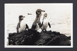 ECUADOR 1971 GALAPAGOS ISLANDS
