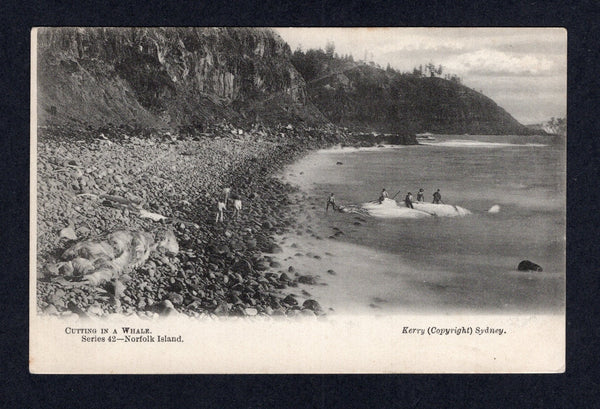 NORFOLK ISLAND - 1910 - POSTCARD: Circa 1910 black & white PPC 'Cutting in a Whale' additionally inscribed 'Kerry (copyright) Sydney, Series 42 - Norfolk Island'. Fine unused.  (NFI/41887)