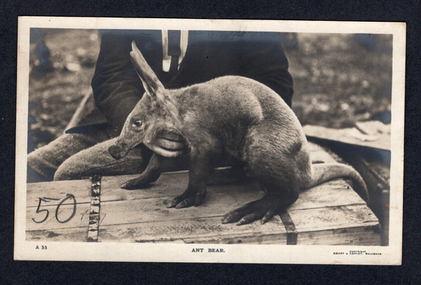 RHODESIA - 1910 - POSTCARD: Circa 1910. Black & white PPC 'Ant Bear' showing a person holding an aardvark. The card has green 'Smart and Copley's Rhodesia Post Card' printing on reverse in the same script as the postal stationery cards. Fine unused.  (RHO/22172)