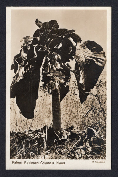 CHILE - Circa 1920 - ISLA JUAN FERNANDEZ & POSTCARD: Black & white photographic PPC 'Palms, Robinson Crusoe's Island' showing view of a palm tree. Fine unused.  (CHI/37329)