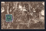 COSTA RICA - 1913 - DESTINATION: Sepia PPC 'Puente de Birris' showing a bridge over a forest valley franked on picture side with single 1910 2c deep green (SG 78) tied by SAN JOSE cds dated OCT 12 1913. Addressed to TAFORALT, MOROCCO with arrival cds on picture side.  (COS/39928)